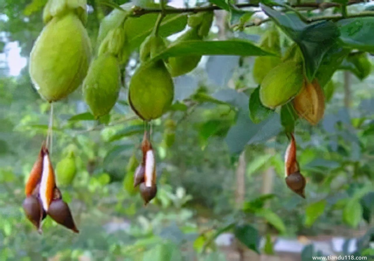 香港十大特產(chǎn)你吃過嗎？大灣網(wǎng)帶你來看看有哪些