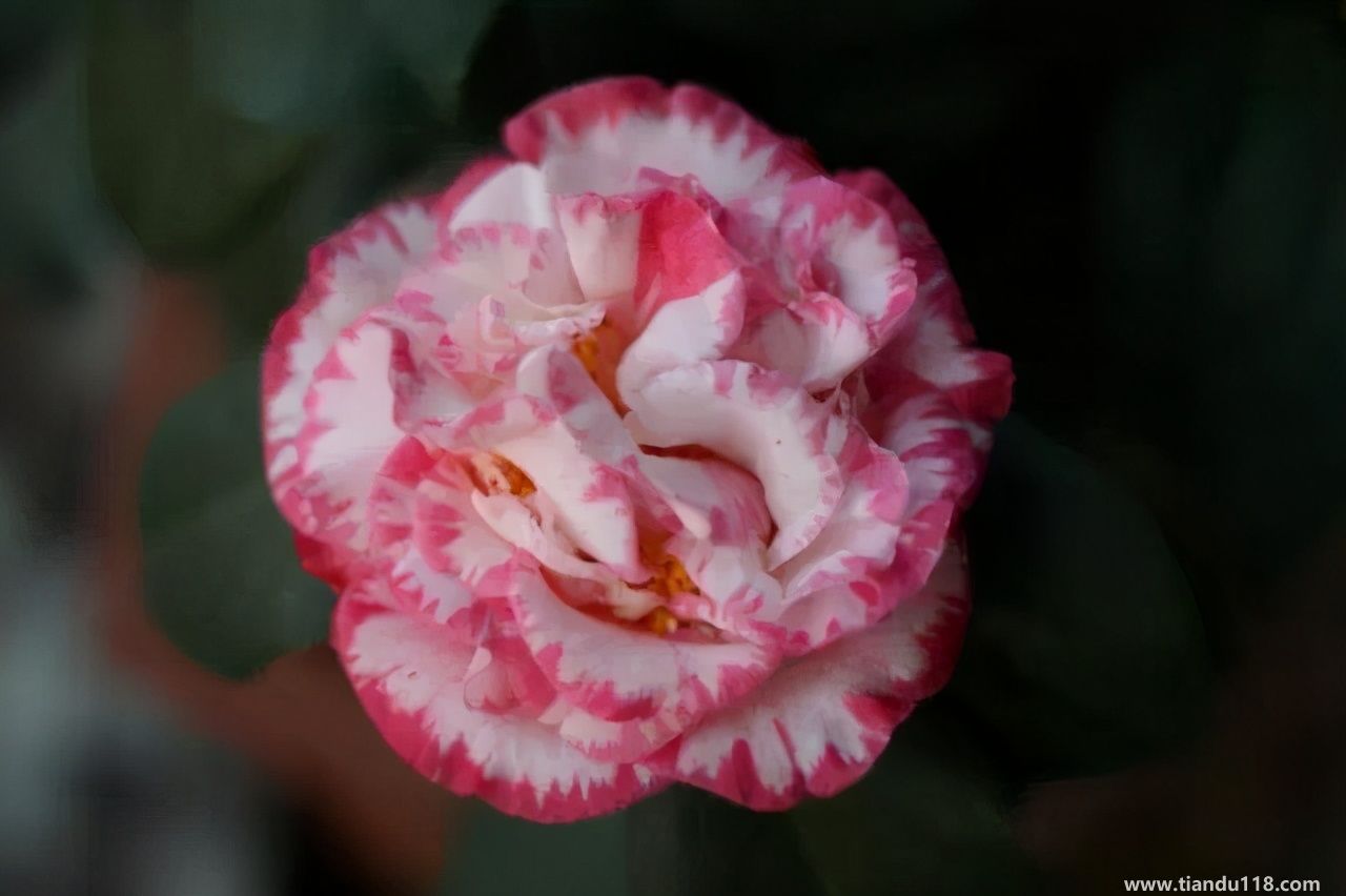 香港十大特產(chǎn)你吃過嗎？大灣網(wǎng)帶你來看看有哪些