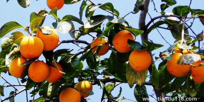 湖南邵陽這四種特產(chǎn)，遠近聞名，看看你吃過哪幾種？