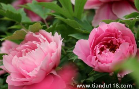 芍藥花骨朵幾天開花（芍藥花期一般開多長(zhǎng)時(shí)間）