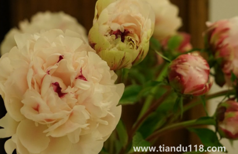 芍藥花骨朵幾天開(kāi)花2