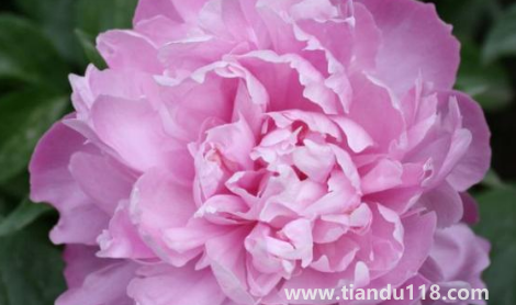 芍藥花花骨朵很多但不開花3