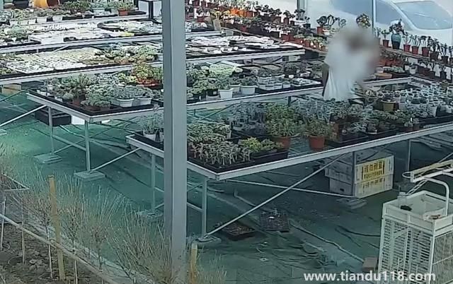 上海寶山一盆市價(jià)10萬(wàn)多肉被偷（警方：已采取刑事措施）(圖2)