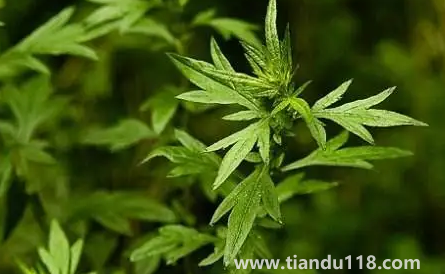 新娘床上放艾草寓意什么(新娘床上放艾草什么時候放)(圖1) 新娘床上放艾草寓意什么 1