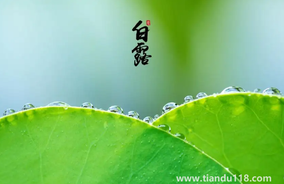 2022年白露在什么時(shí)間幾點(diǎn)幾分幾秒鐘(白露怎么養(yǎng)生)(圖3) 2022年白露在什么時(shí)間幾點(diǎn)幾分幾秒鐘3