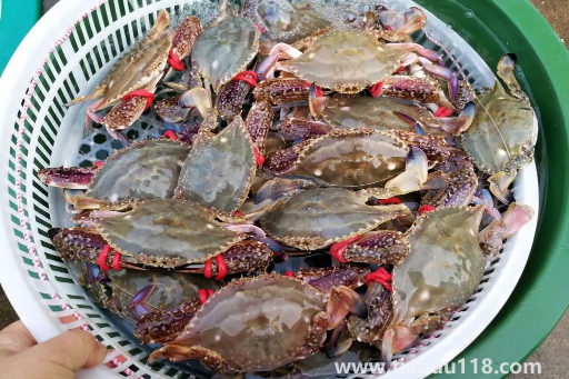 二母梭子蟹幾月最肥(梭子蟹怎么做好吃)(圖2) 二母梭子蟹幾月最肥2