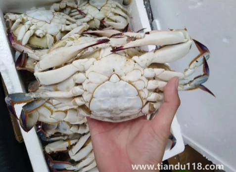 梭子蟹二母蟹和母蟹哪個好吃(梭子蟹怎么挑選)(圖3) 梭子蟹二母蟹和母蟹哪個好吃3