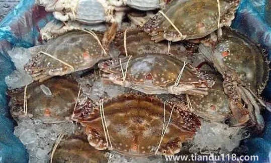 梭子蟹為什么有柴油味(梭子蟹什么時(shí)候最肥最好吃)(圖3) 梭子蟹為什么有柴油味3