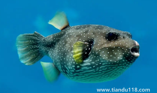 河豚哪里有毒最多最強(qiáng)3