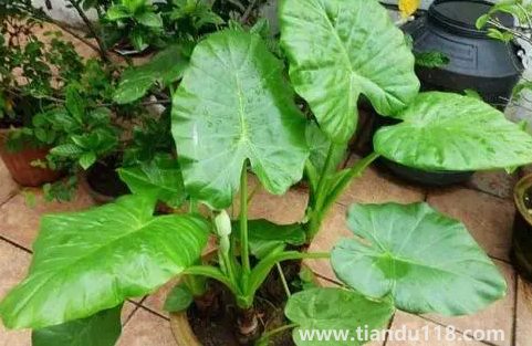 客廳養(yǎng)滴水觀音好不好(滴水觀音真的有毒嗎)(圖1) 客廳養(yǎng)滴水觀音好不好1