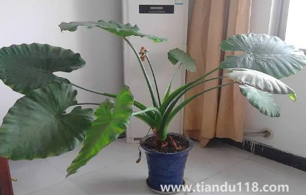 滴水觀音放家里能招財(cái)嗎(家里養(yǎng)滴水觀音的禁忌)(圖1) 滴水觀音放家里能招財(cái)嗎1