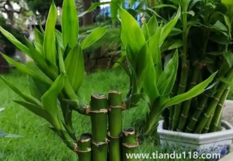 新房適合養(yǎng)什么綠植旺宅(新房哪里適合擺綠植)(圖2) 新房適合養(yǎng)什么綠植旺宅 2