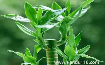 新房適合養(yǎng)什么綠植旺宅(新房哪里適合擺綠植)(圖3) 新房適合養(yǎng)什么綠植旺宅 3