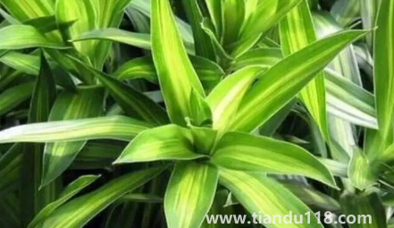 新房適合養(yǎng)什么綠植旺宅(新房哪里適合擺綠植)(圖1) 新房適合養(yǎng)什么綠植旺宅 1