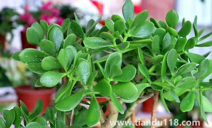 家里養(yǎng)玉樹(shù)放哪里好(玉樹(shù)有什么作用)(圖2) 家里養(yǎng)玉樹(shù)放哪里好2