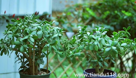 家里養(yǎng)玉樹(shù)放哪里好(玉樹(shù)有什么作用)(圖1) 家里養(yǎng)玉樹(shù)放哪里好1