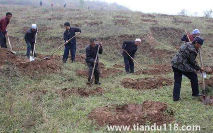 霜降以后還能種樹(shù)嗎(霜降后果樹(shù)能栽活嗎)(圖2) 霜降以后還能種樹(shù)嗎2
