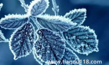 2022年霜降會提前嗎(先立冬還是先霜降)(圖3) 2022年霜降會提前嗎3