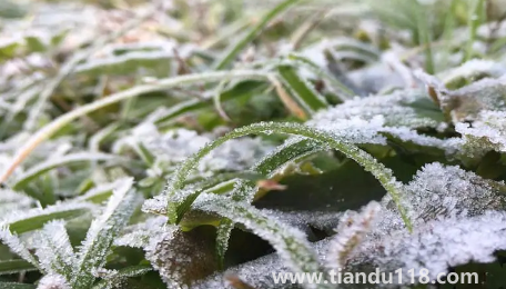 2022年霜凍會(huì)早來(lái)還是晚來(lái)(霜凍和霜降有啥不一樣)(圖1) 2022年霜凍會(huì)早來(lái)還是晚來(lái)1