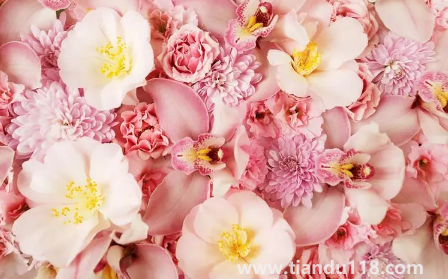 網(wǎng)上買(mǎi)的鮮花回來(lái)怎么泡好(網(wǎng)購(gòu)鮮花為什么要醒花)(圖1) 網(wǎng)上買(mǎi)的鮮花回來(lái)怎么泡好1