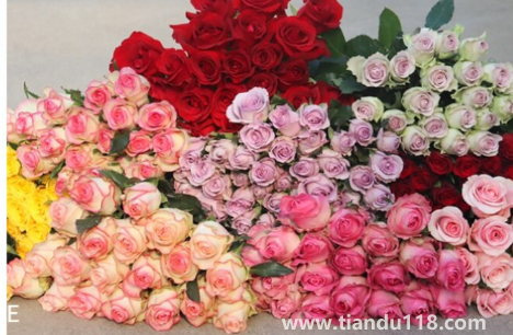 網(wǎng)上買的鮮花醒花后需要再剪根部嗎(網(wǎng)上買花到了先不醒花可以嗎)(圖2) 網(wǎng)上買的鮮花醒花后需要再剪根部嗎2