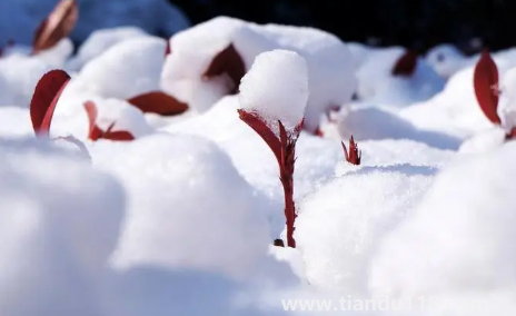 2022小雪這天下雪好還是晴天好(小雪天氣好壞有說法嗎)(圖2) 2022小雪這天下雪好還是晴天好2