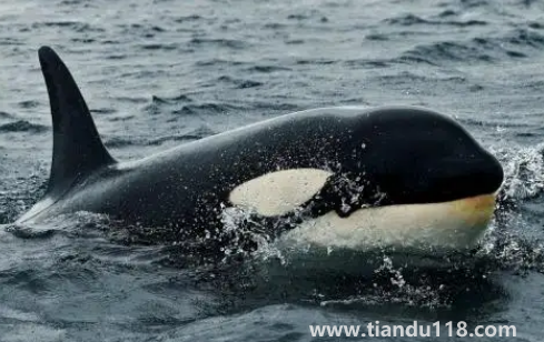 虎鯨現(xiàn)在全世界還剩幾只(中國(guó)海域有虎鯨嗎)(圖3) 虎鯨現(xiàn)在全世界還剩幾只3