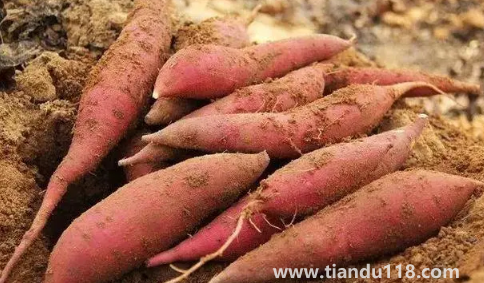 煙薯可以減肥嗎(減肥期間吃煙薯會胖嗎)(圖3) 煙薯可以減肥嗎3