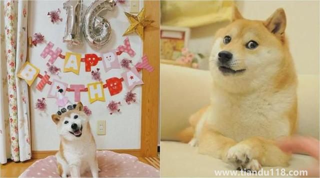 Doge表情包原型柴犬患白血病和肝病（該柴犬是網(wǎng)絡(luò)流行表情包“Doge”的原型）
