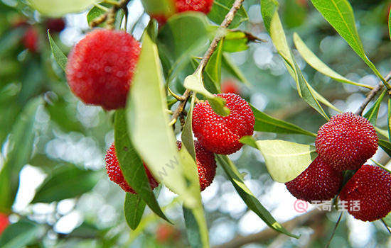 浙江有哪些特產(chǎn) 浙江特產(chǎn)有哪些(圖4) 浙江特產(chǎn)