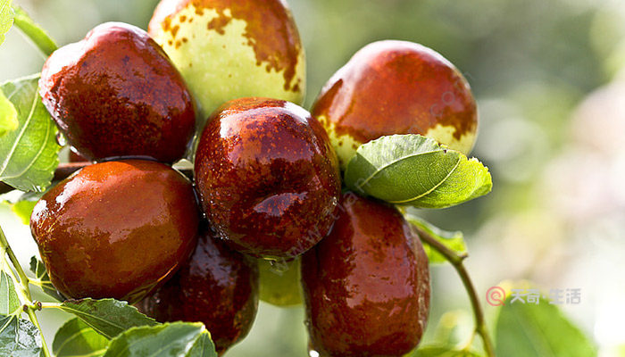 新疆阿克蘇特色水果有哪些 新疆阿克蘇的特色水果有什么(圖2) 新疆阿克蘇特色水果有哪些